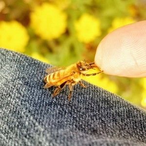 Meet your Posher, Bee